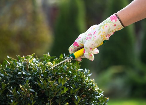Close-up of healthy grass and mowing height in Brompton garden